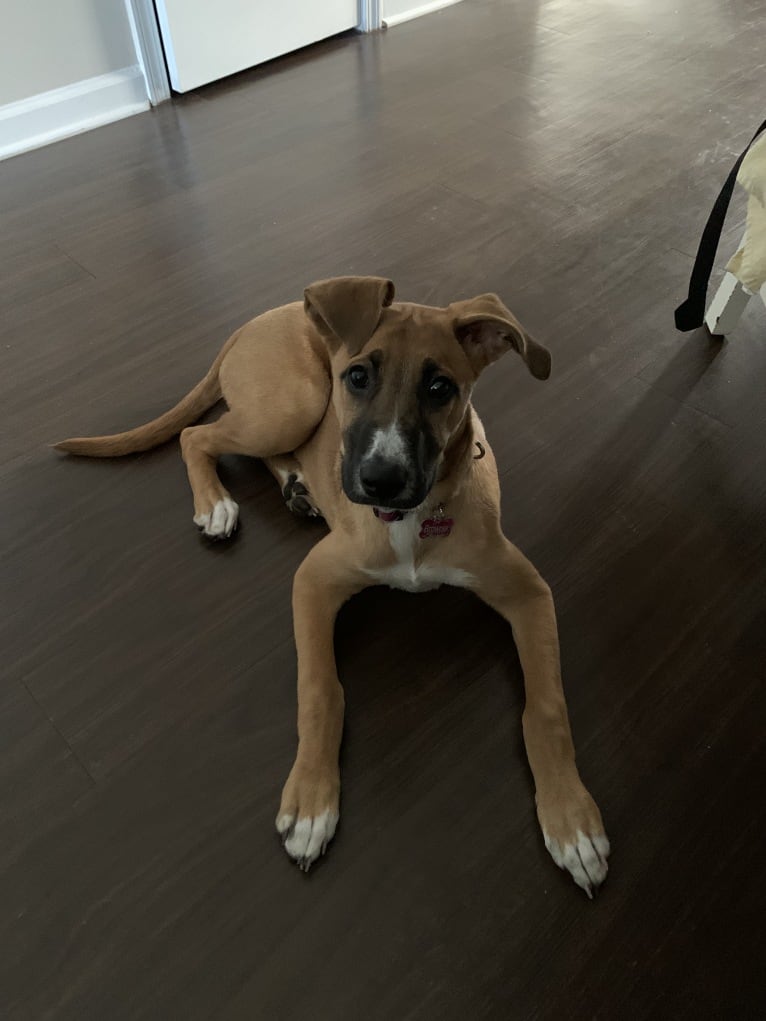 Brownie, an American Pit Bull Terrier and German Shepherd Dog mix tested with EmbarkVet.com