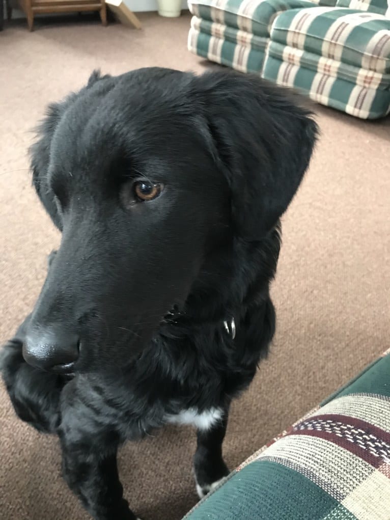 Care Bear Ross, a Labrador Retriever and Australian Cattle Dog mix tested with EmbarkVet.com