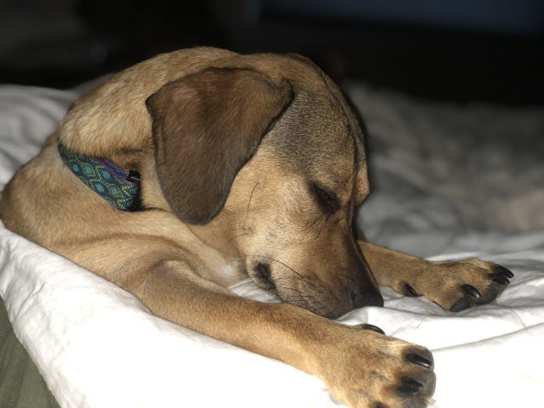 Leopold, a Dachshund and American Pit Bull Terrier mix tested with EmbarkVet.com