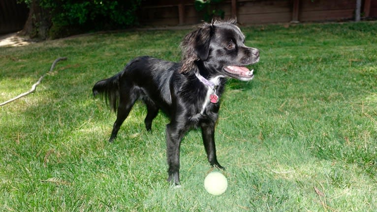 Sadie, a Chihuahua and Lhasa Apso mix tested with EmbarkVet.com