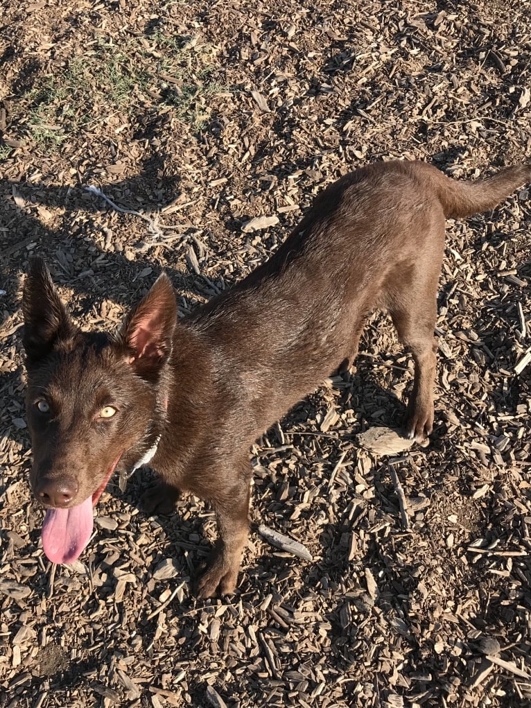 Hennessy, a Siberian Husky and Weimaraner mix tested with EmbarkVet.com