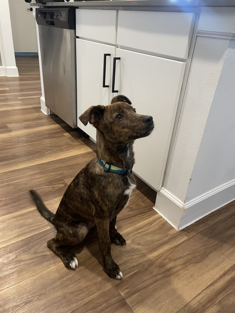 Moose, a Rat Terrier and Australian Cattle Dog mix tested with EmbarkVet.com