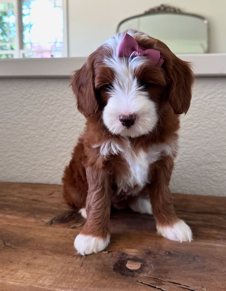 Chili, a Goldendoodle tested with EmbarkVet.com