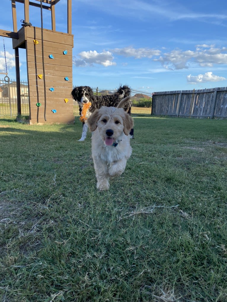 Blossom, a Poodle (Standard) and Golden Retriever mix tested with EmbarkVet.com