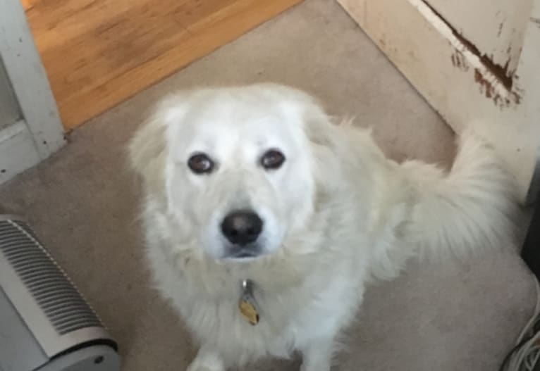 Vanilla, a Great Pyrenees and Border Collie mix tested with EmbarkVet.com