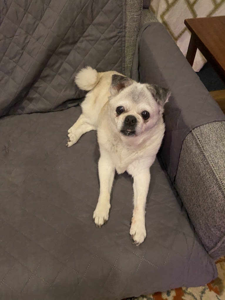 Ethel, a Pug and Pomeranian mix tested with EmbarkVet.com