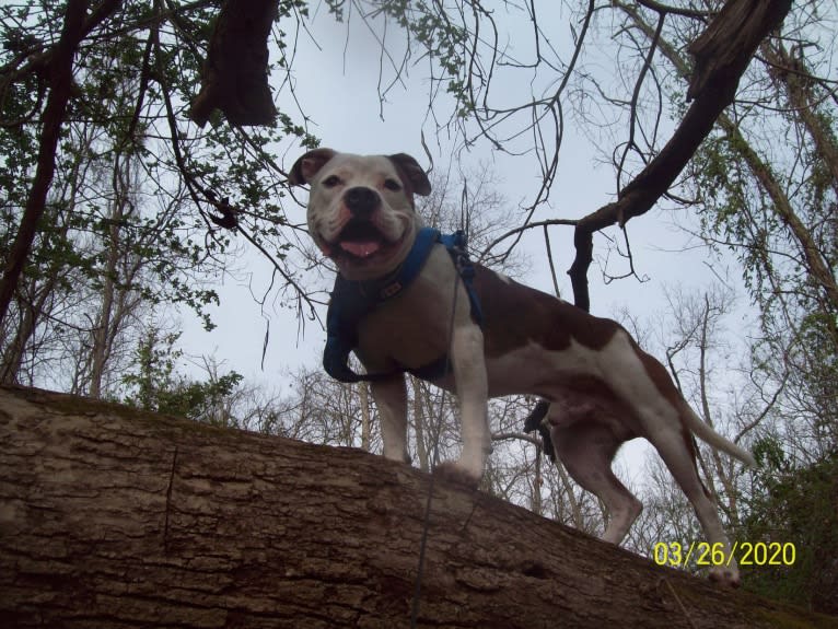 Photo of Zeke the Service Dog, an American Pit Bull Terrier  in Upton, KY, USA
