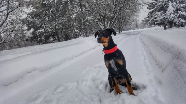 Hati, a Doberman Pinscher and German Shepherd Dog mix tested with EmbarkVet.com