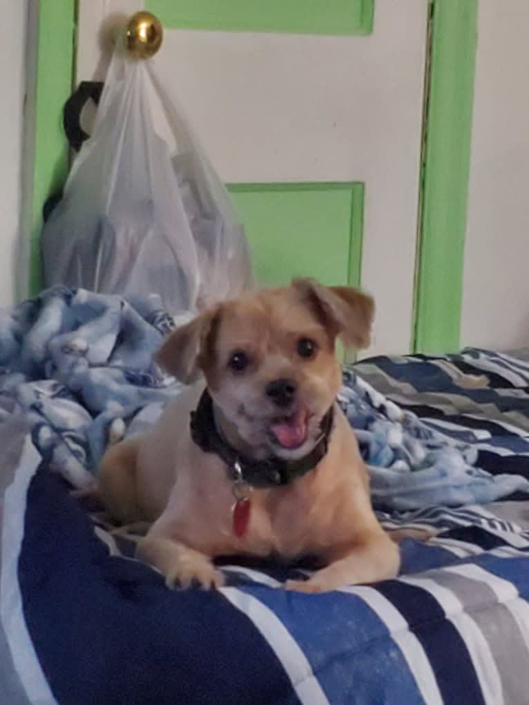 Roscoe, a Rat Terrier and Lhasa Apso mix tested with EmbarkVet.com