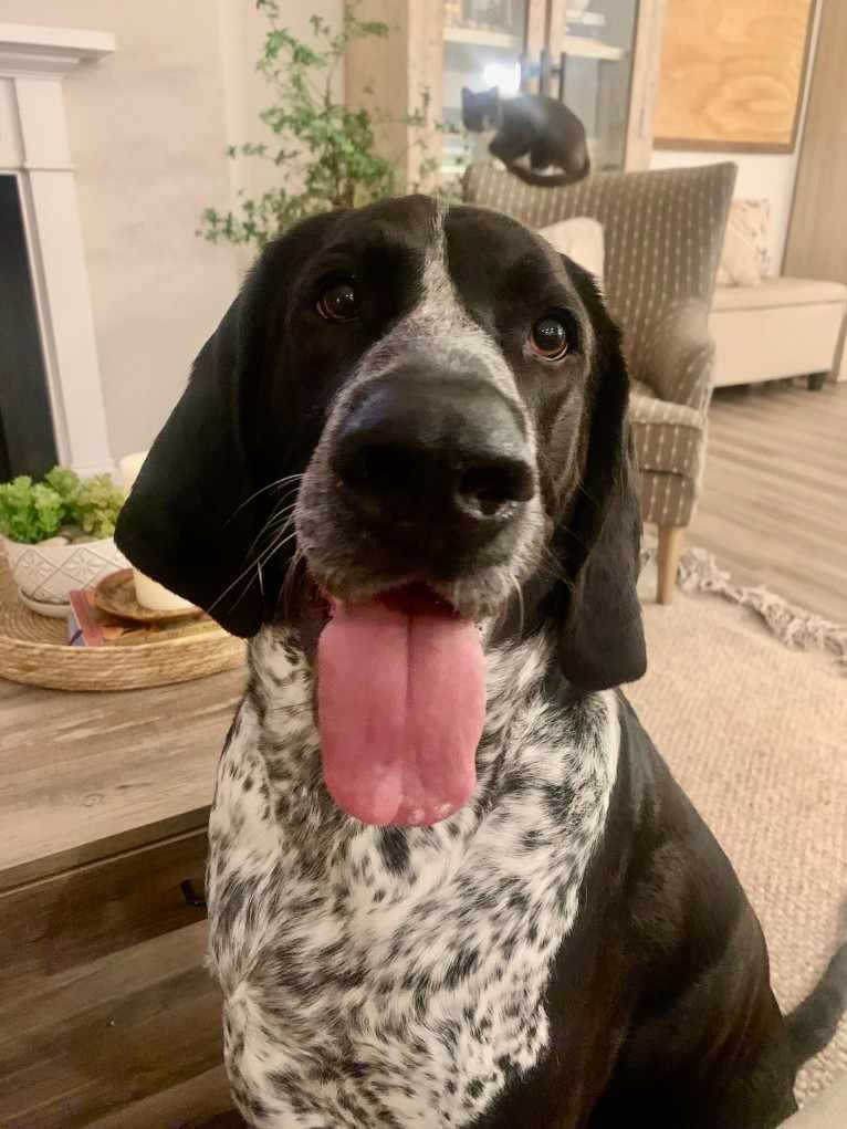 Ernie, a Treeing Walker Coonhound and Plott mix tested with EmbarkVet.com