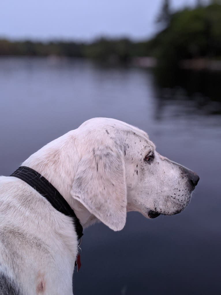 Lincoln, an English Foxhound tested with EmbarkVet.com