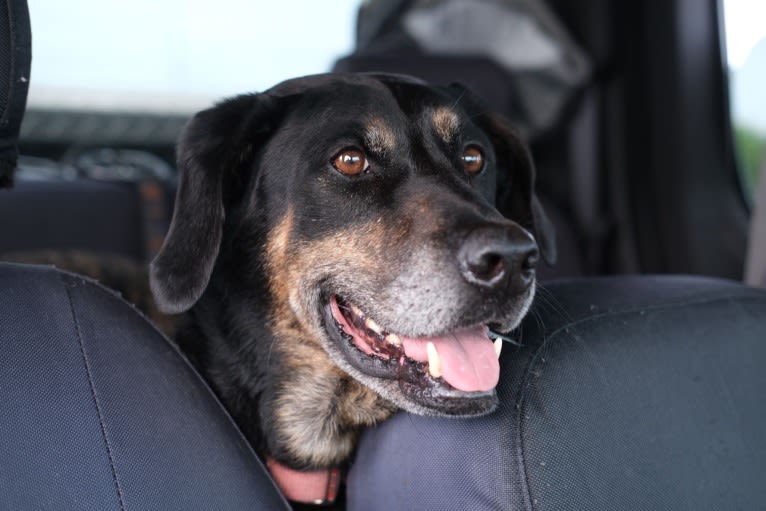 Talon, a Labrador Retriever and Treeing Walker Coonhound mix tested with EmbarkVet.com