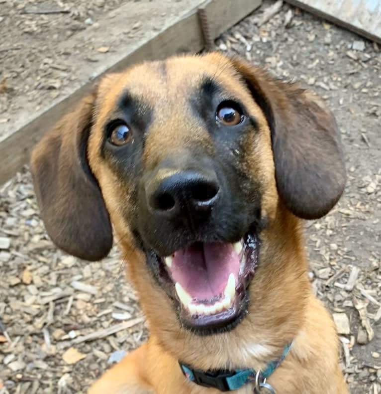 Roux, a Belgian Malinois and Beagle mix tested with EmbarkVet.com