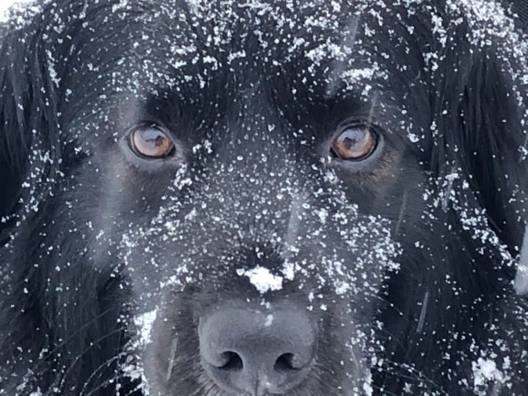 Beauregard, a Cocker Spaniel and Mountain Cur mix tested with EmbarkVet.com