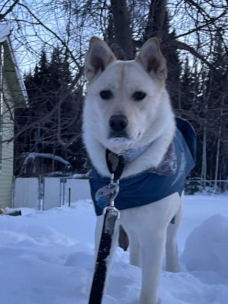 Nala, a Labrador Retriever and Chow Chow mix tested with EmbarkVet.com