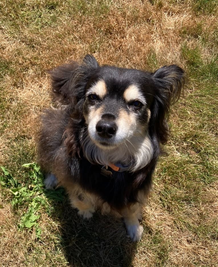 Juneau, a Chihuahua and Mixed mix tested with EmbarkVet.com