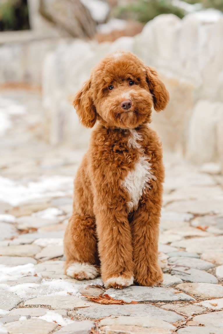 Howie, a Poodle tested with EmbarkVet.com