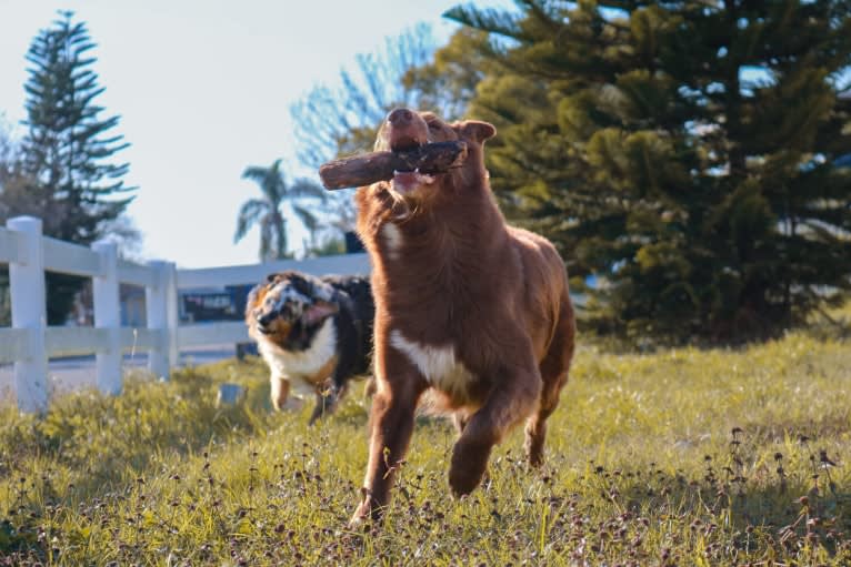 Layla, an Australian Shepherd tested with EmbarkVet.com