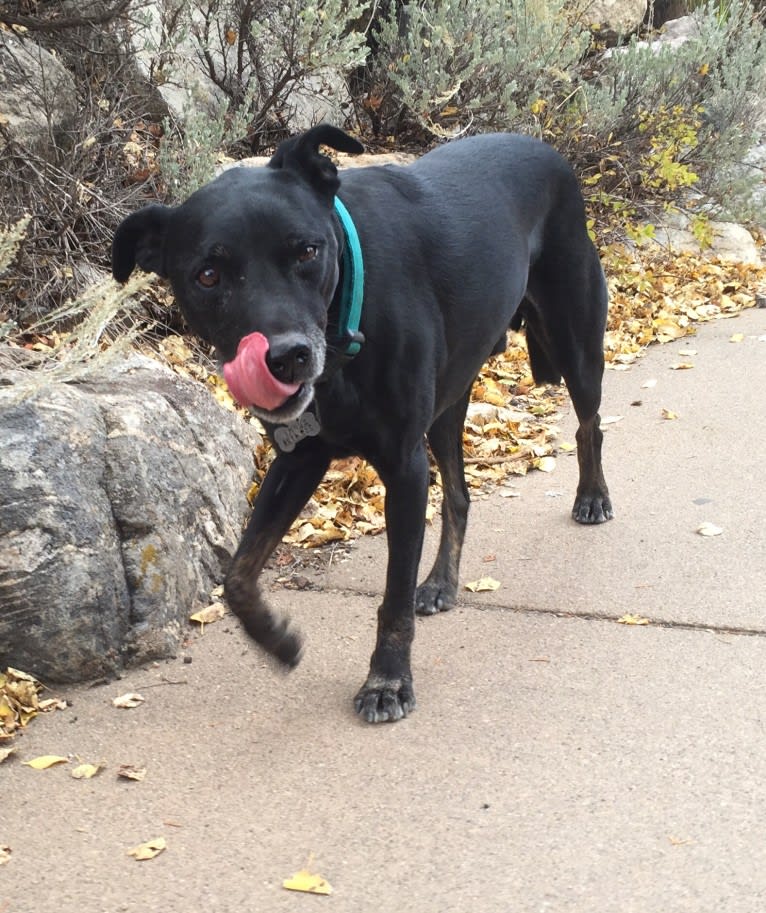 Zef, an American Pit Bull Terrier and Labrador Retriever mix tested with EmbarkVet.com