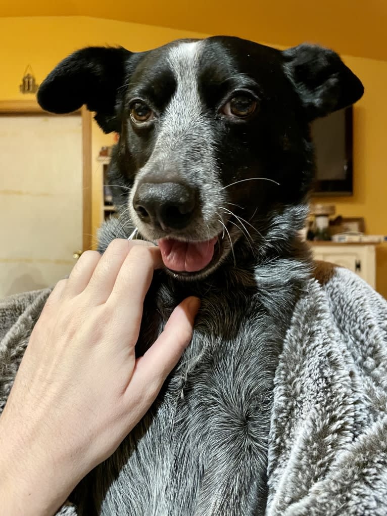 Mist, an Australian Cattle Dog and Australian Shepherd mix tested with EmbarkVet.com