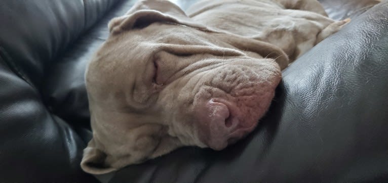 Garm, a Neapolitan Mastiff and Cane Corso mix tested with EmbarkVet.com