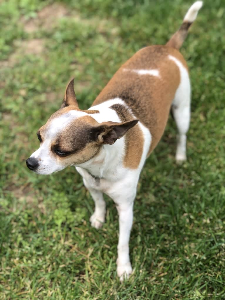 Tiki, a Rat Terrier and Shih Tzu mix tested with EmbarkVet.com