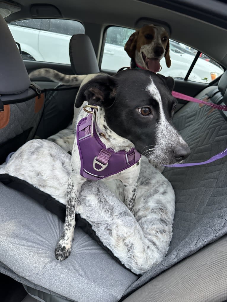 Riley, an Australian Cattle Dog and American Pit Bull Terrier mix tested with EmbarkVet.com