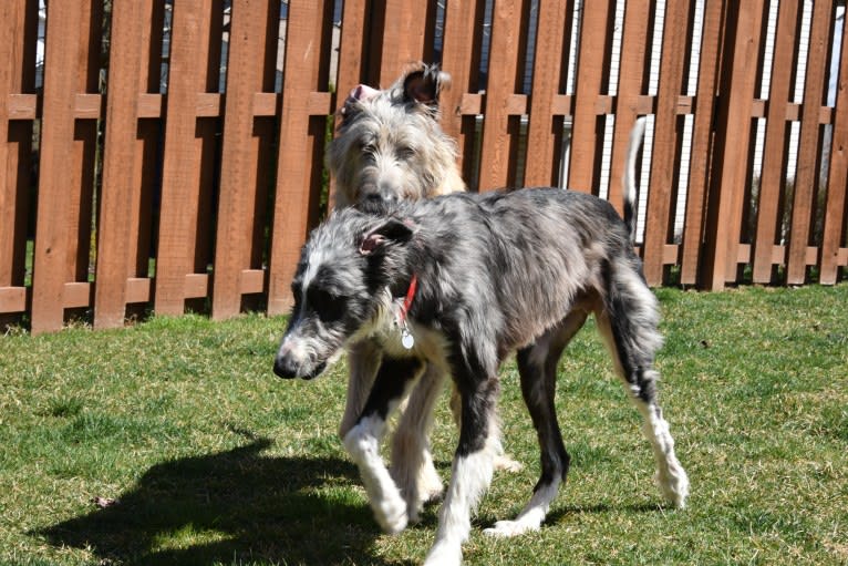 Auggie, a Greyhound and Scottish Deerhound mix tested with EmbarkVet.com