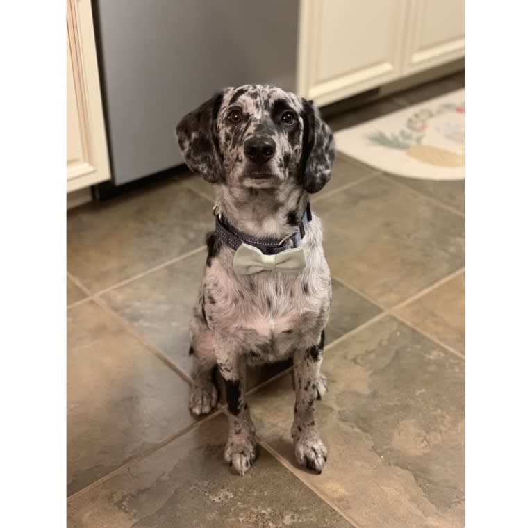 Roscoe, a Beagle and Labrador Retriever mix tested with EmbarkVet.com