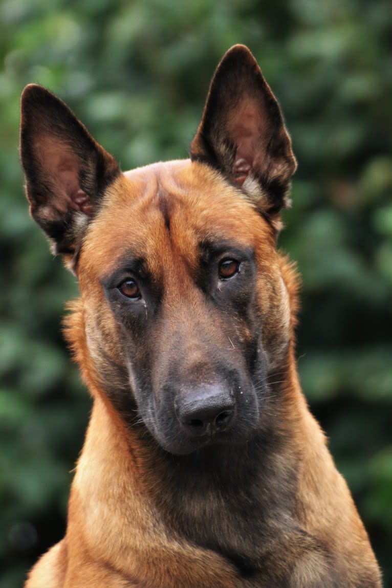 New Kid from Mike's Place, a Belgian Shepherd tested with EmbarkVet.com