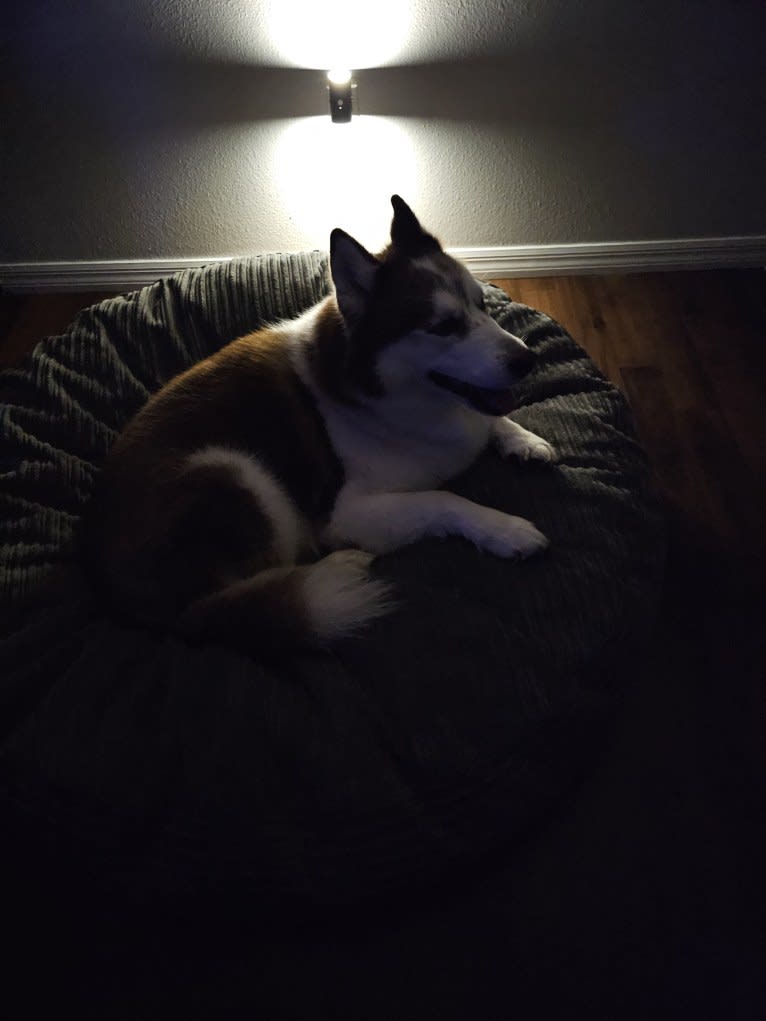 London, a Siberian Husky tested with EmbarkVet.com