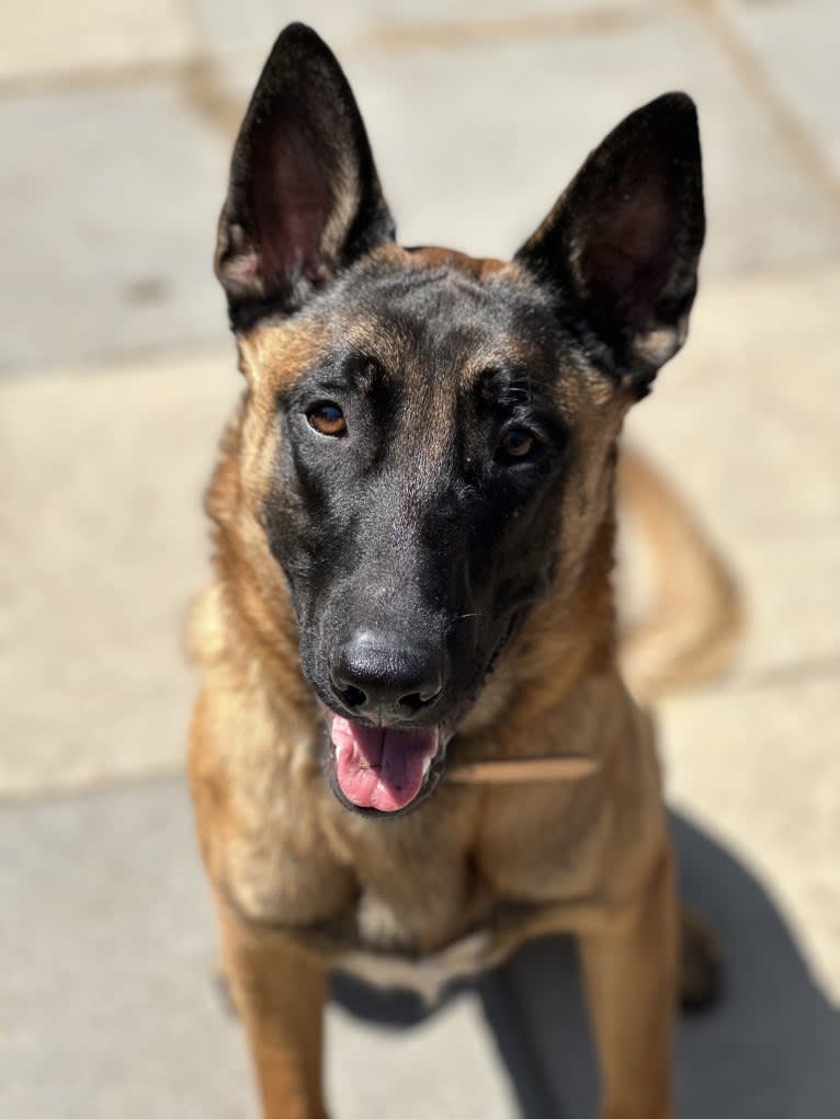 Nubi, a Belgian Malinois and German Shepherd Dog mix tested with EmbarkVet.com