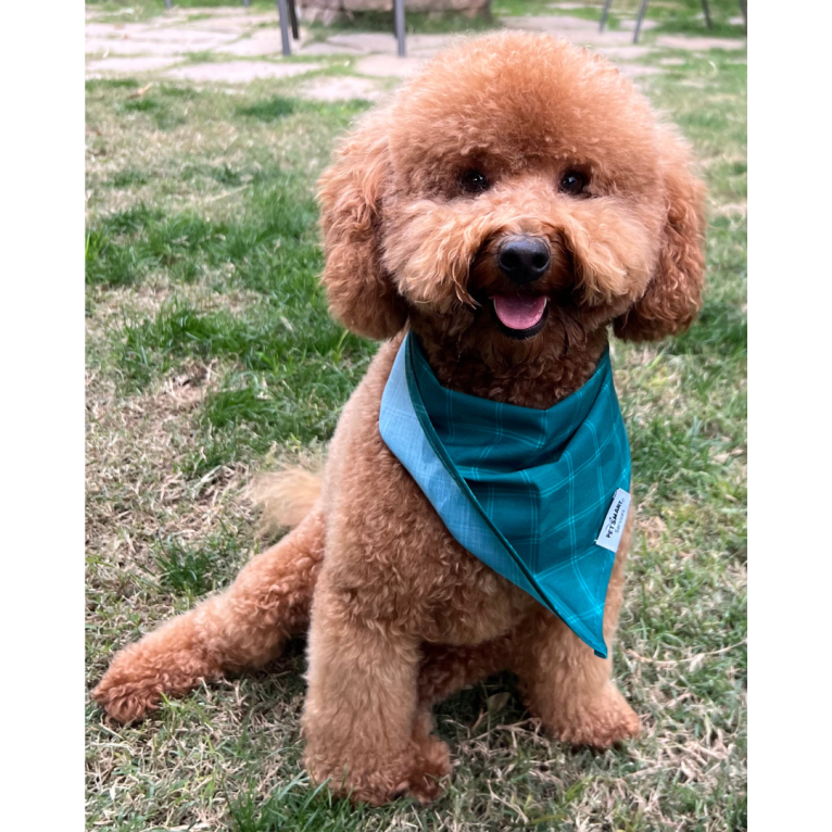 Disco, a Poodle (Small) tested with EmbarkVet.com