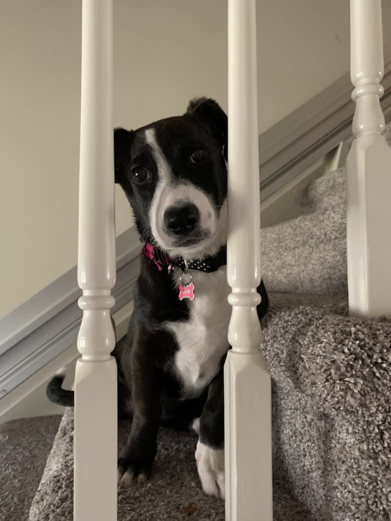 Bessie Doogie, a Rat Terrier and Labrador Retriever mix tested with EmbarkVet.com