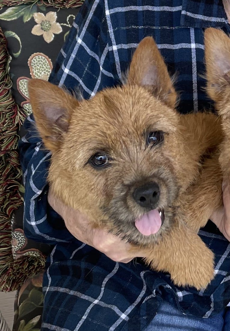 Amblegreen Sidney By The Sea, a Norwich Terrier tested with EmbarkVet.com