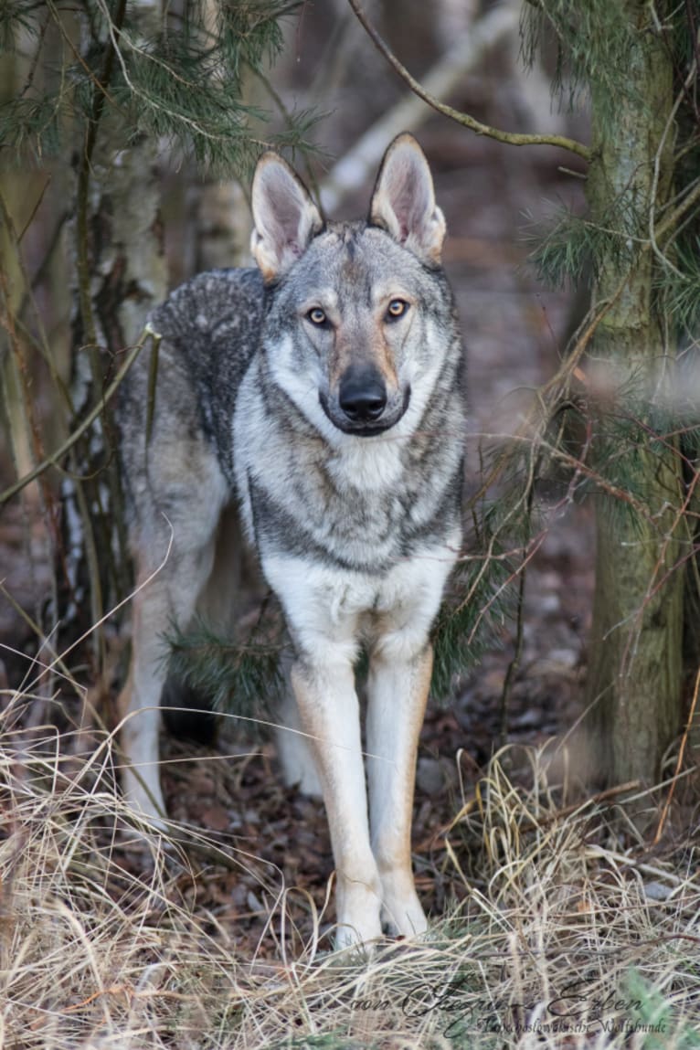 Akinom Eso von Isegrims Erben, a Czechoslovakian Vlcak tested with EmbarkVet.com