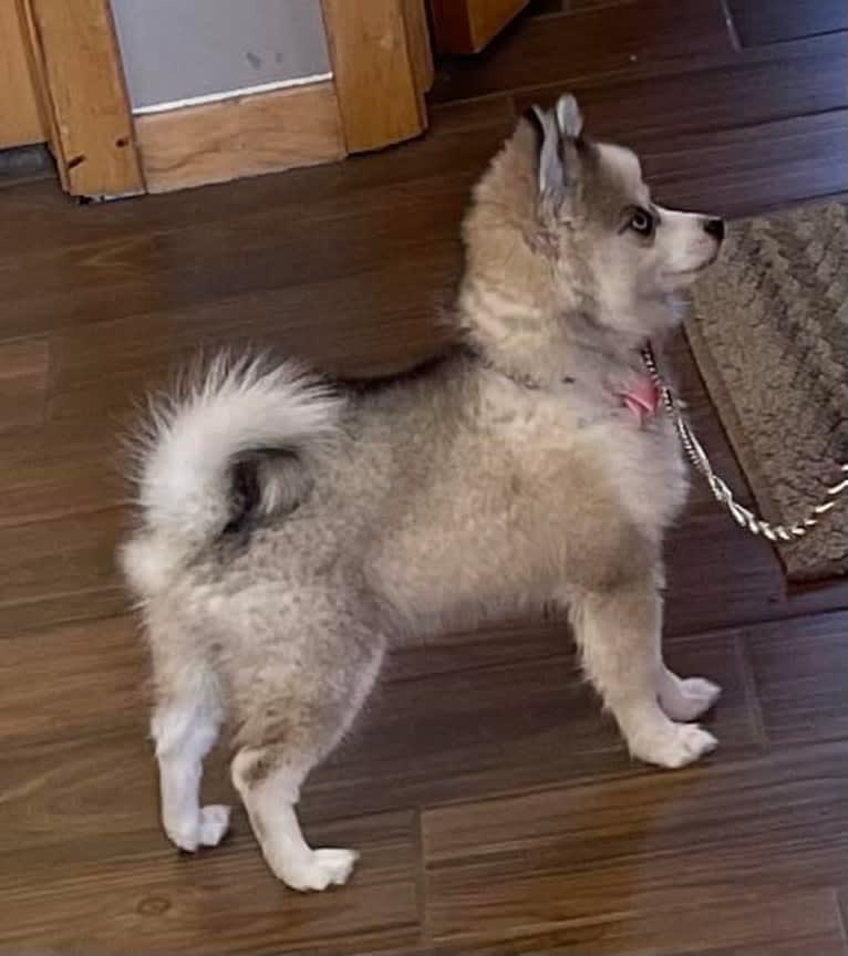Bella, a Pomsky tested with EmbarkVet.com