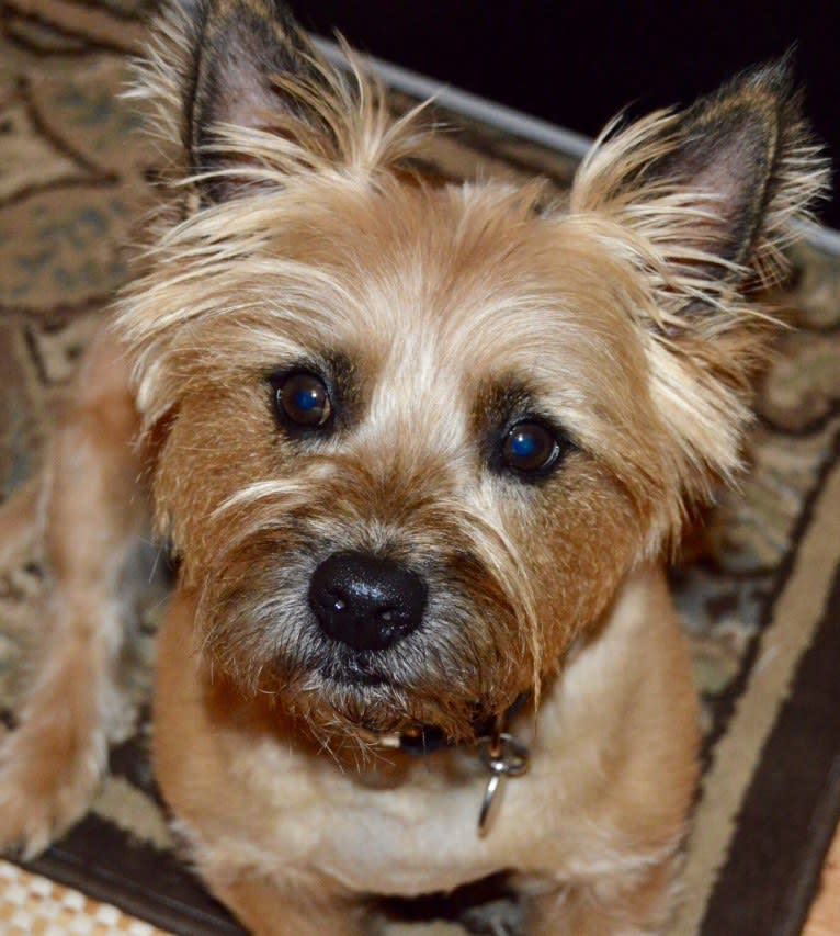 Mickey, a Cairn Terrier and West Highland White Terrier mix tested with EmbarkVet.com
