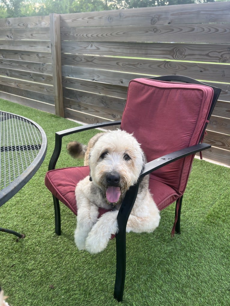 Ruby, a Bernedoodle tested with EmbarkVet.com
