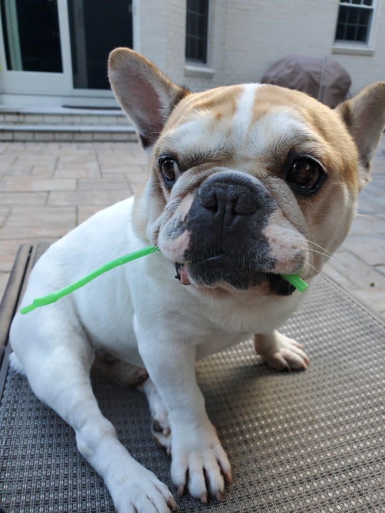 Diesel, a French Bulldog tested with EmbarkVet.com
