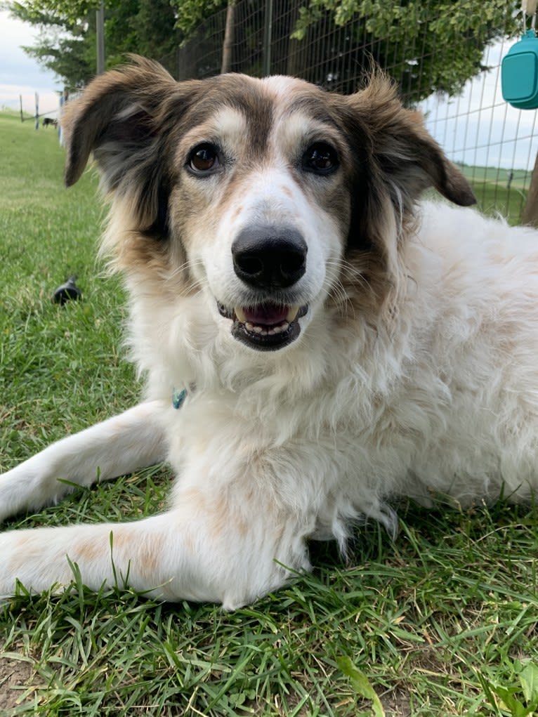 Zoey, a Border Collie and Maremma Sheepdog mix tested with EmbarkVet.com