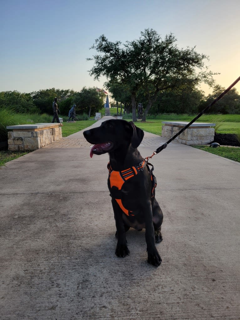 Starker, a Labrador Retriever and American English Coonhound mix tested with EmbarkVet.com