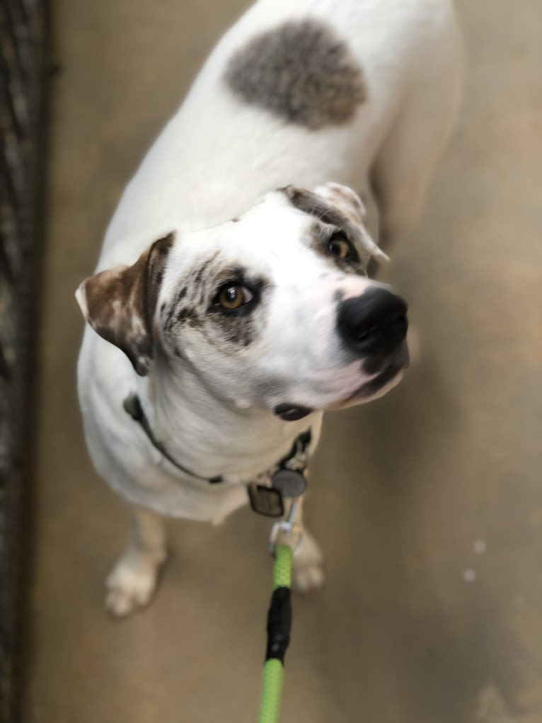 Picnic, an Australian Cattle Dog and Australian Shepherd mix tested with EmbarkVet.com