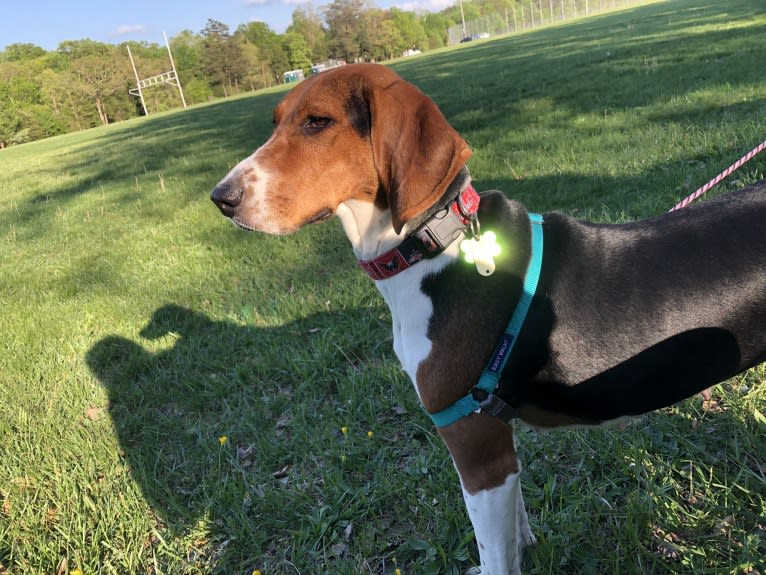 Roxy, a Treeing Walker Coonhound tested with EmbarkVet.com