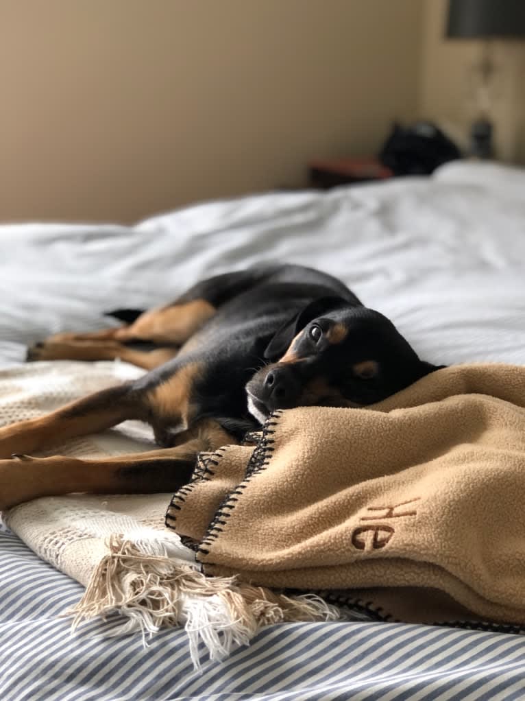 Cody, a Rat Terrier and Cocker Spaniel mix tested with EmbarkVet.com