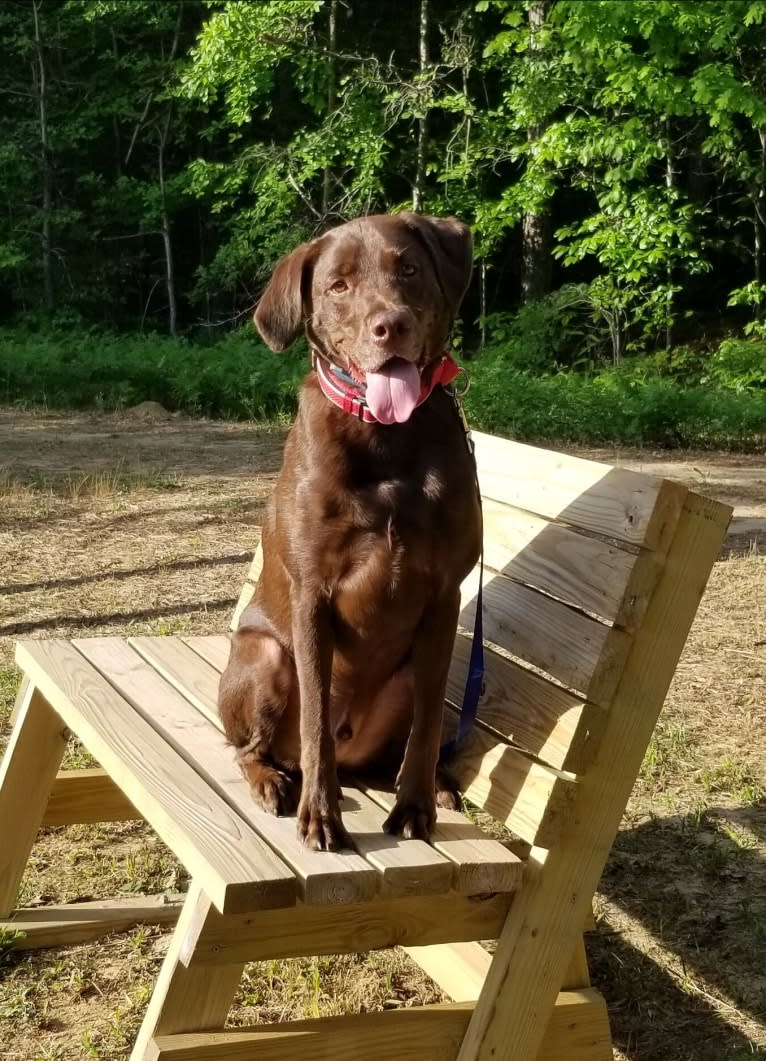 Rosco, a Labrador Retriever and Great Pyrenees mix tested with EmbarkVet.com