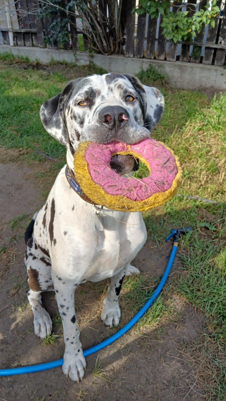 Moose, a Great Dane and American Bulldog mix tested with EmbarkVet.com