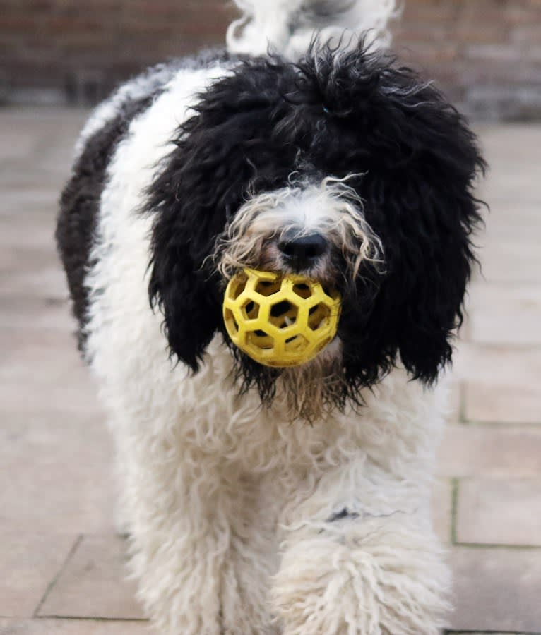 Cait, a Barbet tested with EmbarkVet.com