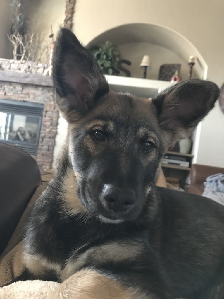 Echo, a German Shepherd Dog and Siberian Husky mix tested with EmbarkVet.com