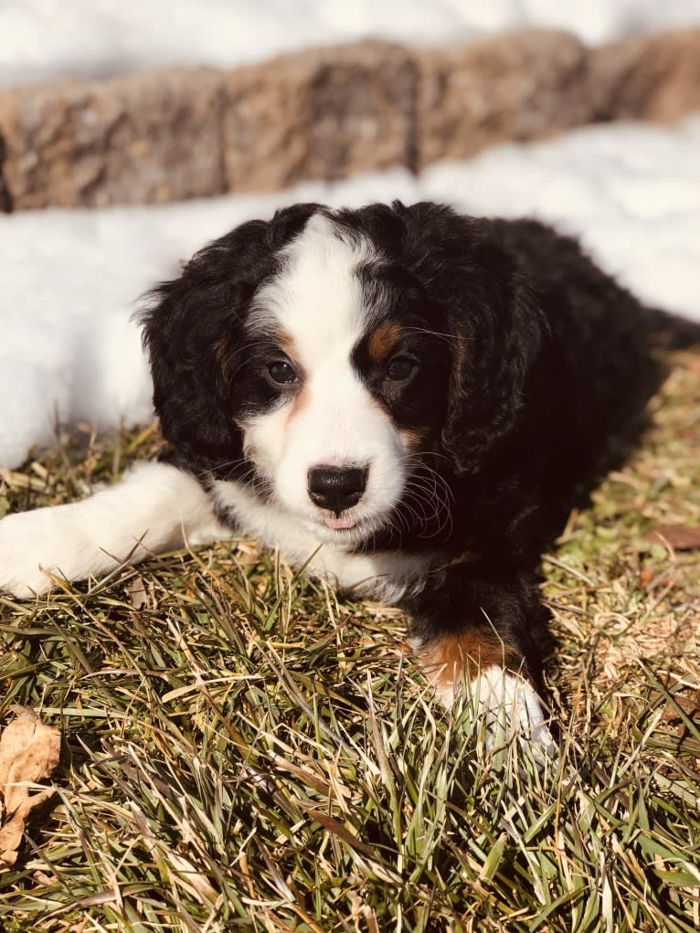 Lola, a Bernedoodle tested with EmbarkVet.com